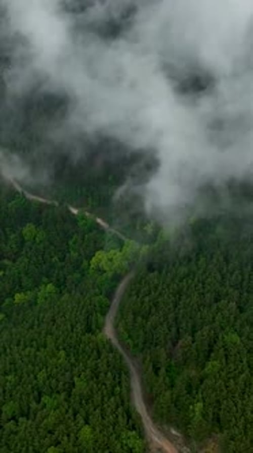 Vertical Video Aerial Retreat Through the Enigmatic Woods Enchanting Forest in CloudEnshrouded
