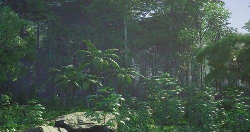 Lush Green Rainforest with Vibrant Flora and Sunlight Shining Through Trees