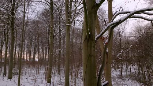 Schneebedeckter Buchenwald