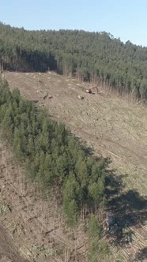 Aerial View Green Forest Deforestation