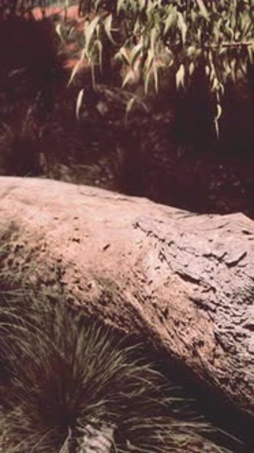 Trees and Stones in Australian Desert