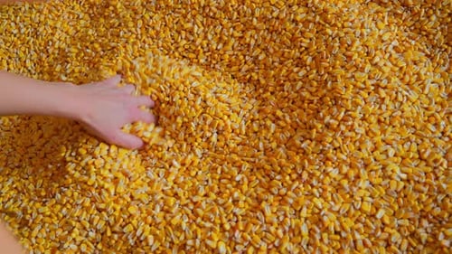 Woman Farmer's Hands Pick Corn Top Shot