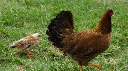 Hen with Chicks Walking on Grass in Rural Setting
