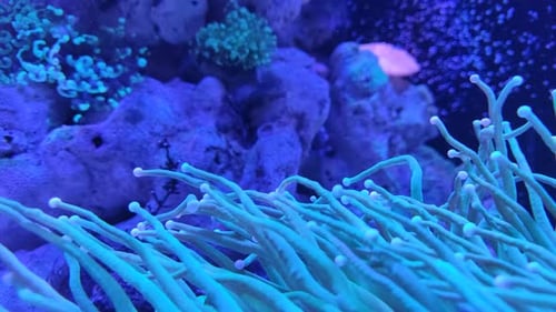 Coral and marine life are bred in aquarium tanks. Blue LED light from above for lighting. Slow water
