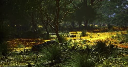 Vibrant Landscape Showcasing Diverse Flora in a Sunlit Forest Environment