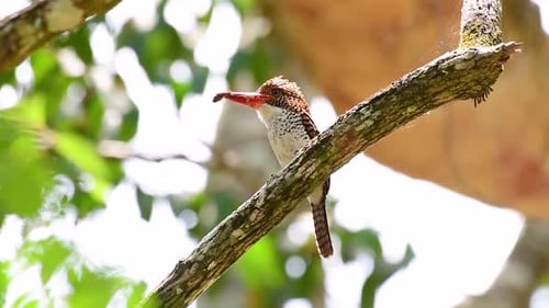 Ein Baum, Eisvogel und einer der schönsten Vögel Thailands in tropischen Regenwäldern
