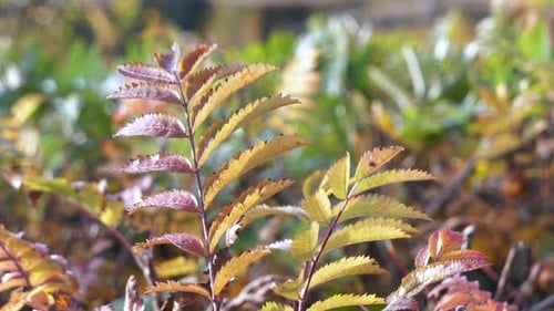 Stunning autumn or fall leaf colours of small plant. Slow circle pan.