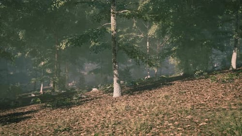 Sunlight Filtering Through Trees in a Peaceful Forest During the Afternoon