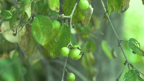 Giant black ants on a plant and eating the fruit