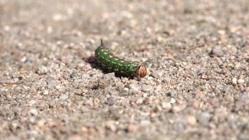 A Green Caterpillar Crawls on the Ground Closeup