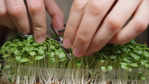 Woman's Hands Cutting Microgreens with Scissors Closeup