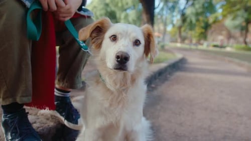 Female Owner Petting Adorable Dog in Public Park