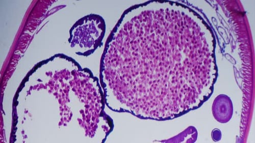 Microscopic View of Biological Sample Under Microscope