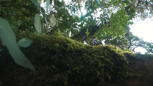 Drehbare Kamerabewegungen von Pflanzen, Moos, Blättern und einem Baum in Zeitlupe