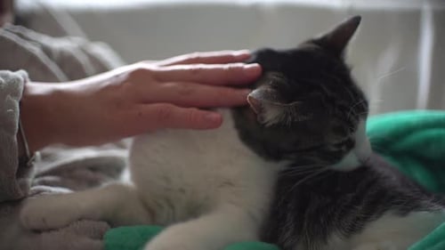 Woman petting cat indoor at home sitting in the couch. Kitten enjoy being pet by his owner