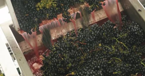 Red grapes are pressed, and the juice flows down