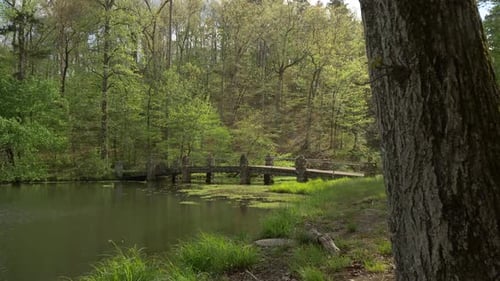 Old vintage bridge hidden behind trees in beautiful midwest forest landscape