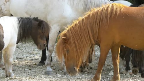 Nahaufnahme süßer bunter Pferde, Ponys, die bei Sonnenlicht auf einem Farmfeld stehen, Nahaufnahme