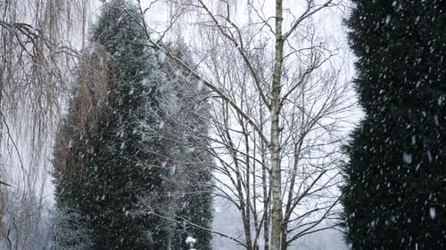 Heavy snow falls in the woods between the mixed trees in the woods.