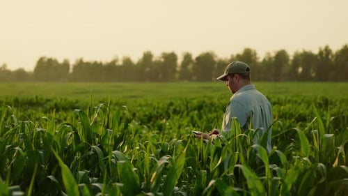 Agronomist With Tablet Walking In Field With Corn Plants And Making Notes Waiting Good Harvest