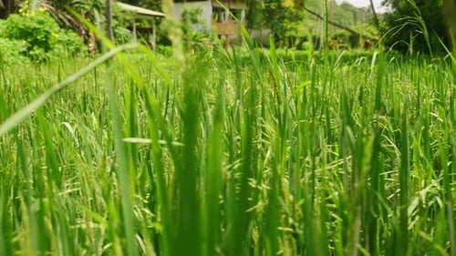 Green Rice Plants Sway Gently in an Asian Paddy Field Ears of Grain Ripen Under Sunlight Rural Farm