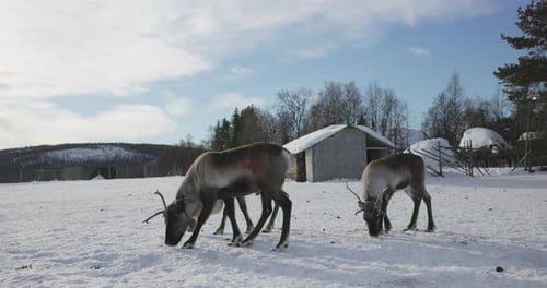 Reindeer grazing in the snow, Lapland