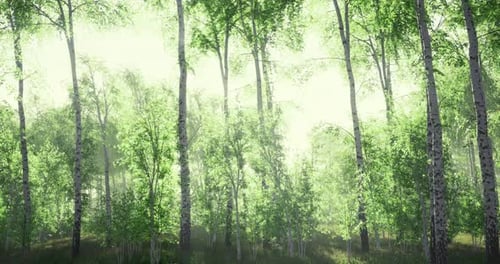 Sunlight Filters Through Vibrant Green Leaves in a Serene Forest Setting