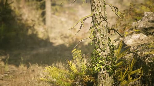 Exploring a Serene Forest Setting in Finland with Lush Greenery Around