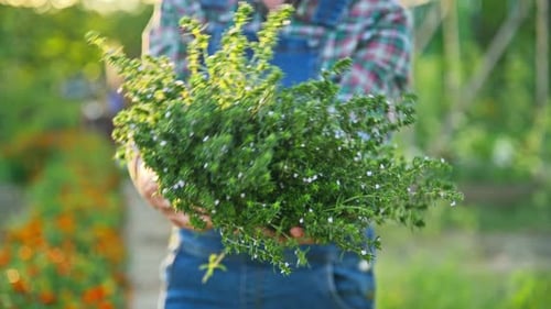 Gros plan de la récolte d'herbes salées entre les mains du jardinier Fond de jardin d'été