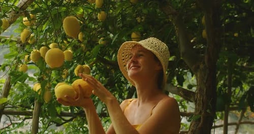 Smiling Woman Admiring Freshly Picked Lemons Under Lemon Trees in Amalfi Italy