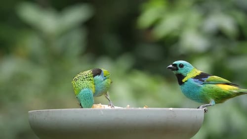 Dos pájaros tangaras verdes comiendo frutas en la selva tropical del Atlántico, de cerca