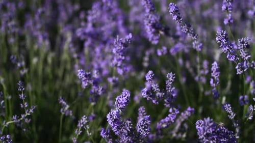 Lavender Field Close Up Blooming Flowers