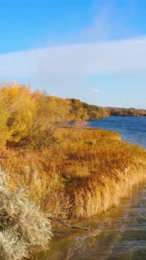 Bright colors of golden trees near the lake in autumn. Amazing natural landscape in the countryside.