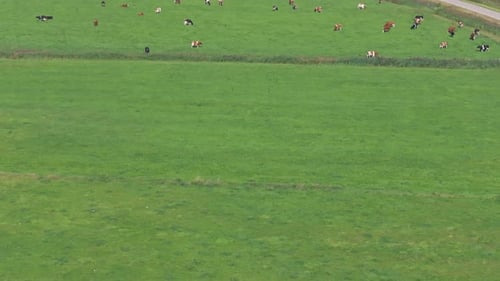 Aerial view of peaceful countryside with grazing cows and river, Netherlands.