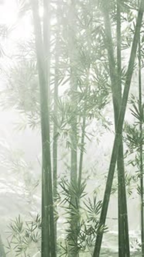 Green Bamboo in the Fog with Stems and Leaves