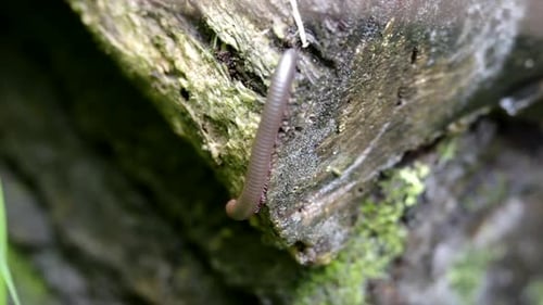 Un mille-pattes rampant sur une vieille bûche pourrie dans la forêt.