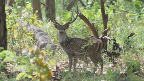 Spotted Deer - Chital