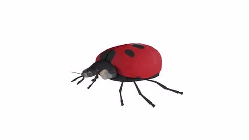 Ladybird 3d object rotating loop