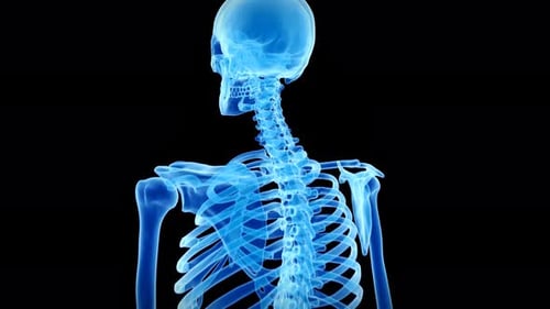 Digitale Visualisierung der Anatomie des menschlichen Skeletts mit Wirbelsäule und Rippen