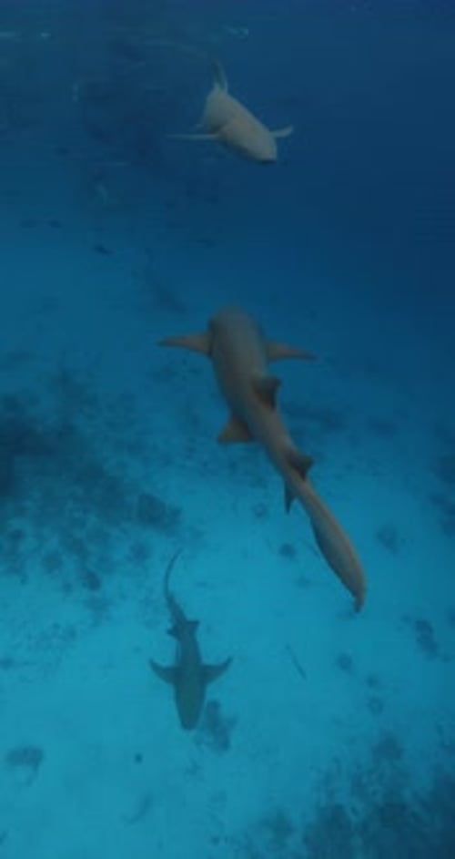 Nurse Sharks Swims Underwater in Transparent Blue Ocean Vertical Footage