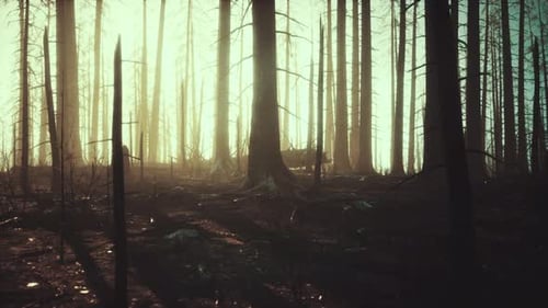 Smoke in Forest Caused By Deforestation