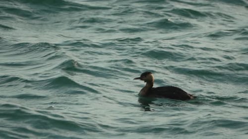 Cormorant Ocean Bird Wildlife Coastal Waters Swimming Likely Foraging