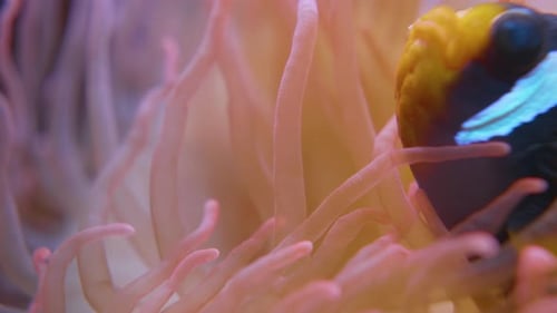 Clownfish Swimming Among Tentacles of Coral Anemone