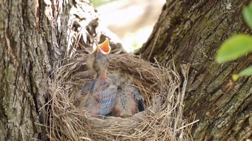 Baby Birds Nesting in Tree on Sunny Day