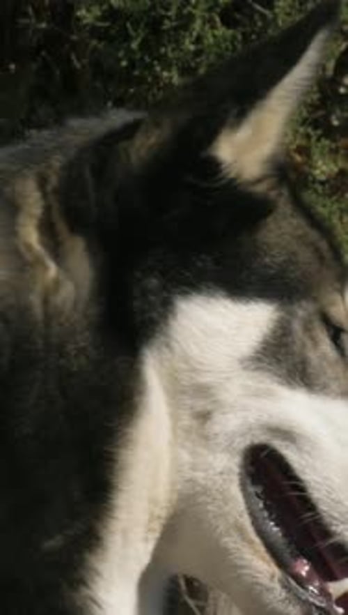 Close Up of Husky Dog Looking Upward