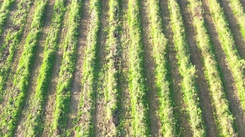Agricultural Field Aerial View