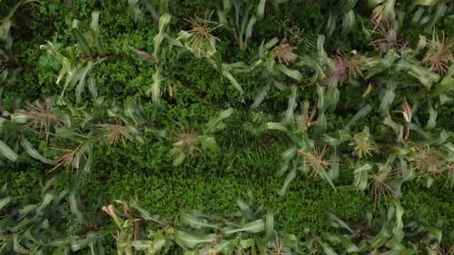 Aerial View of a Corn Field