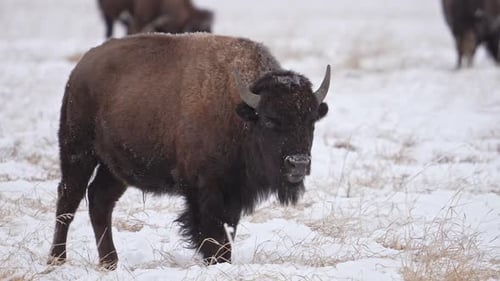 Bison in snow covered field during winter in Wyoming