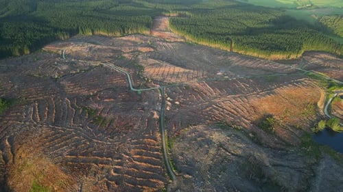 Aerial view of big tree deforestation area in a forest at sunset time. Agricultural and climate chan