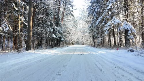 Snow-Covered Forest Pathway in Winter Wonderland